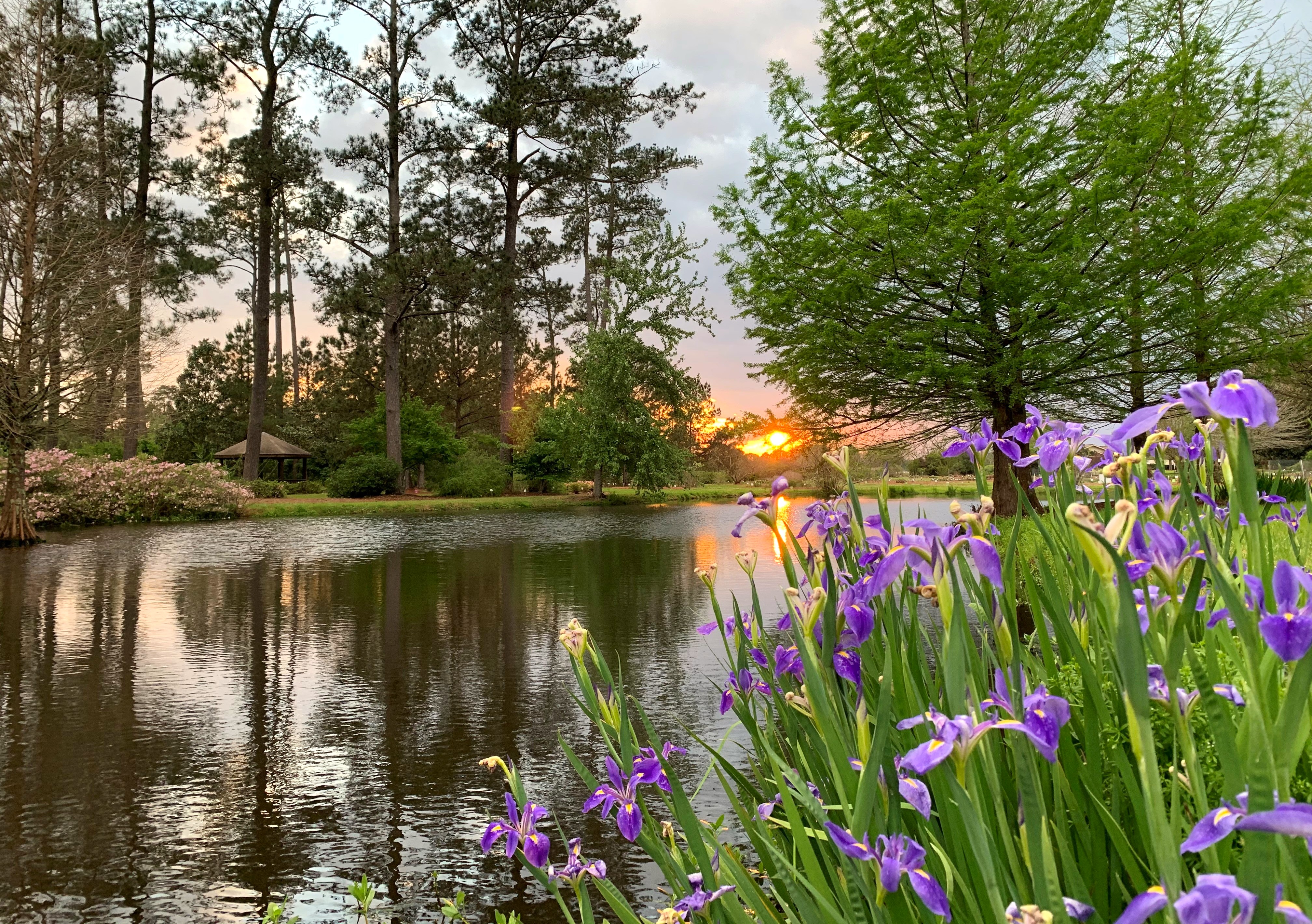 Purple flowers next to a pond with a beautiful sunset in the back.